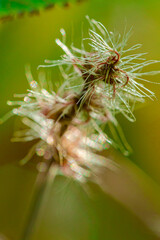Fototapeta premium Acalypha hispida, is a flowering shrub similar to a cat's tail