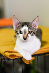 portrait of a cat stray shelter rescue kitten  - obrazy, fototapety, plakaty