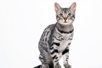 Fototapeta na wymiar American Shorthair Cat Stands On A White Background