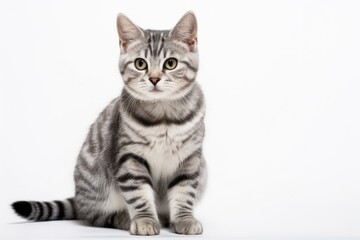 Fototapeta na wymiar American Shorthair Cat Sitting On A White Background