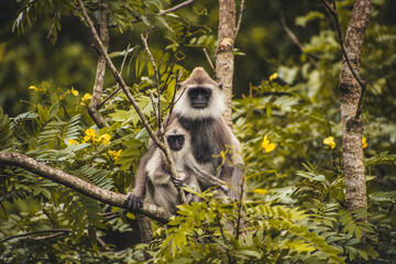 Tufted gray langur - mother and baby, one of the oldest species of monkey in the world - Sri Lanka