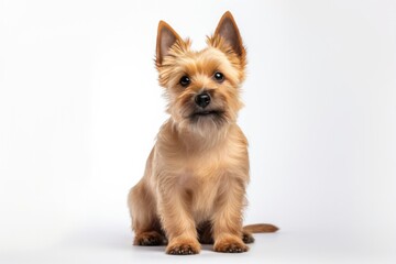 Norwich Terrier Dog Upright On A White Background