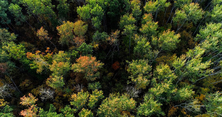Aerial wood. Drone trees. Green yellow foliage in autumn forest serene nature atmosphere in beautiful park in morning top view.