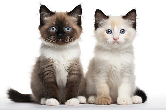 Snowshoe, Mum Cat And Kittens Sitting On A White Background