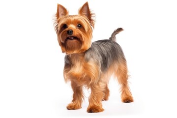 Yorkshire Terrier Dog Stands On A White Background