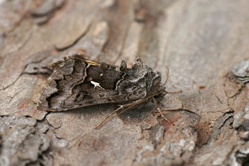 Closeup on a dark Syngrapha ain owlet moth, sitting on wood