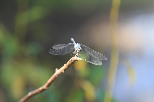 Sympetrum gracile, known as Japanese blue Darter or  Japanese blue dragonfly is a species of dragonfly, endemic species in Japan