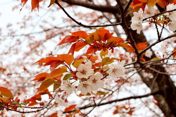 早朝の山桜　世界遺産吉野山