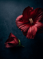 Beautiful dark red Hibiscus flowers on black background - 634998376