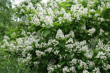 Plenty of white flowers in the leafage of catalpa tree in June