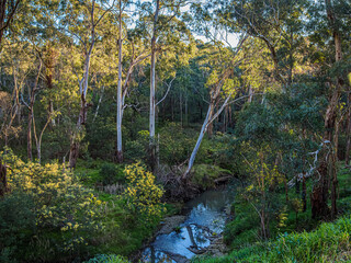 Obraz premium Afternoon Creek