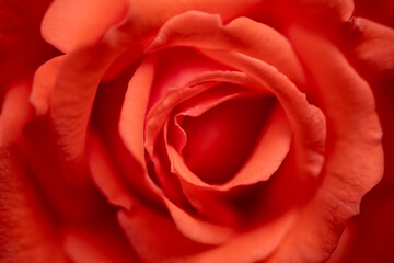 Red Rose Petals in warm light. Macro close up with flower surface details symbolizing Love, erotic, warmth, tenderness and affection. Cozy, fluffy surface and natural shapes with intense orange color.