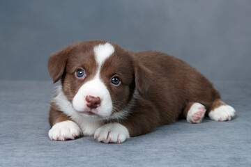 Cute little welsh corgi cardigan puppy. Funny red puppy