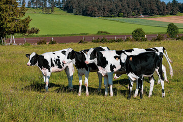 Black and white cows in the pasture on a sunny summer day.