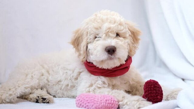 A cute and funny lover valentine lagotto romagnolo puppy dog with a soft red heart. Valentine's day concept, postcard. Slow motion