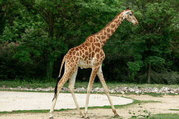 Naklejka na ściany i meble A single giraffe (Giraffa) walking in front of green trees and shrubs .
