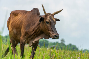 Indian cow eating grass in the paddy field