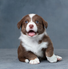 Cute little welsh corgi cardigan puppy. Funny red puppy