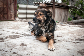 A dog on a chain guards the territory. The dog lives in captivity, suffers from inhumane treatment of animals. Animal protection.