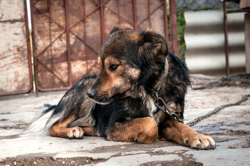 Fototapeta premium A dog on a chain guards the territory. The dog lives in captivity, suffers from inhumane treatment of animals. Animal protection.