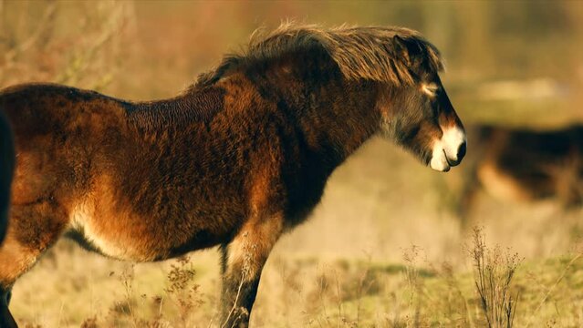 Closeup sunlit wild exmoor pony horse herd has a rest standing in the middle of pasture in late autumn nature habitat in Milovice, Czech republic. Protected animals considered as horse ancestor mainta