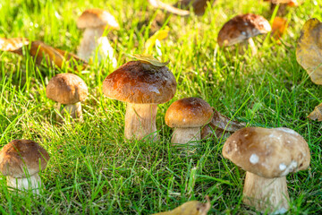 Porcini mushrooms between fresh green grass in the sunny forest. Close-up.