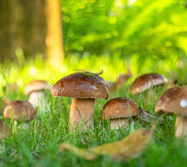 Porcini mushrooms between fresh green grass in the sunny forest. Close-up.