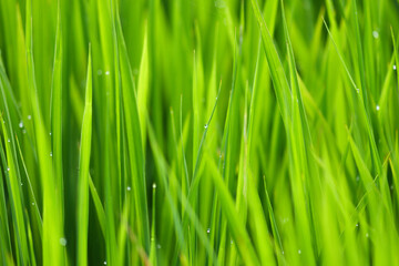 Fototapeta na wymiar close up of morning dew on rice field