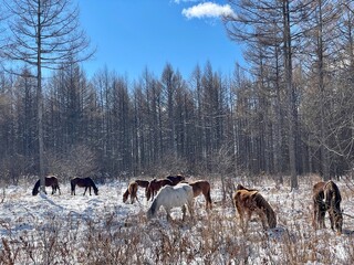 Naklejka premium horses in the snowy forest