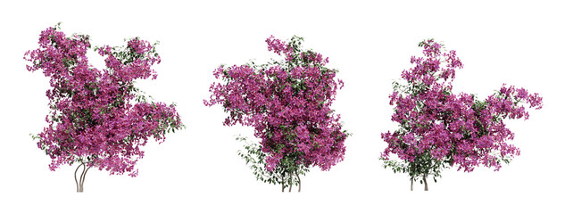 vines bushes Bougainvillea on a transparent background © YO_CG
