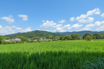 Blue sky clouds of green grass in rice field on white background
