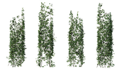 flowering vine genus Clematis on a transparent background