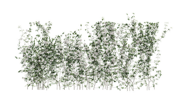 flowering vine genus Clematis on a transparent background