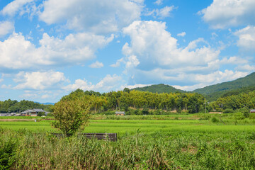 Fototapeta na wymiar Vast rice paddy landscape, agriculture, summer, field