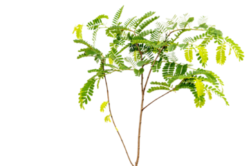 Tamarind (Tamarindus indica) leguminous tree i