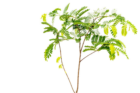Tamarind (Tamarindus indica) leguminous tree i