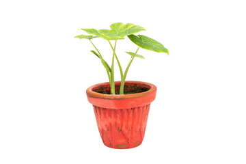 Green caladium plant in a pot