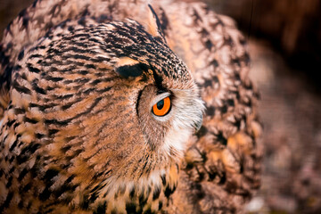 A wild owl sits in the forest. The look of an owl, the observation of a night hunter, the wisdom of a predator.