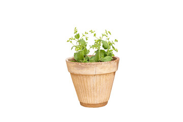 Mentha rotundifolia mint herb