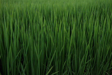 Rice ears bearing fruit, harvest, agriculture, paddy field