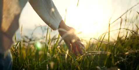 Acrylic prints Grass Hand of traveling woman touching meadow in the rays of the sunset summer, Female walks through the field in thick high grass.