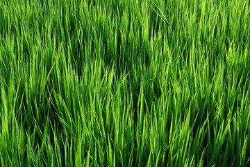 Rice ears bearing fruit, harvest, agriculture, paddy field