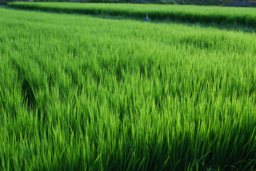 Rice ears bearing fruit, harvest, agriculture, paddy field