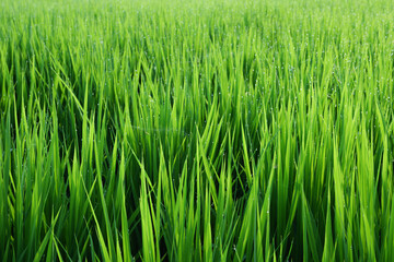 Rice ears bearing fruit, harvest, agriculture, paddy field