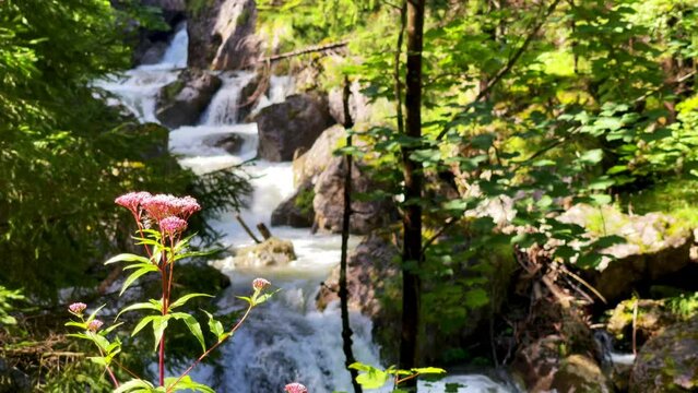 4K slow motion footage of a lush summer vegetation near the cold mountain creek. Camera refocusing to a flowing stream waters. Mala Fatra region near Terchova settlement, Slovak Republic.