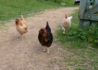 Rooster and hens walks around the farm.