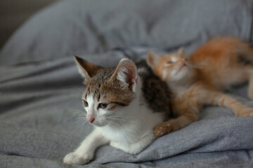 Fototapeta na wymiar Two small kittens lie in a hug on a knitted blanket, cats lie with paw up