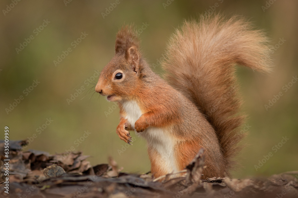 Poster Taken from a low angle is a side view of a red squirrel on its back legs with its front paws against its chest. It is showing its bushy tail
