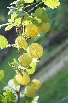 Reife gelbe Stachelbeeren der Sorte "Invicta" h&auml;ngen am Zweig bereit zur Ernte