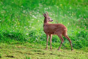 Young Roebuck at dawn, junger Rehbock in der Dämmerung